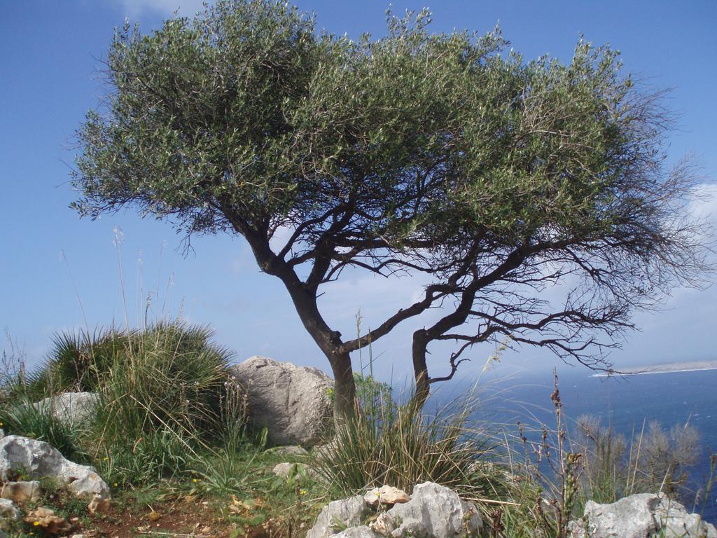 Baia Cofano Home Custonaci Eksteriør bilde